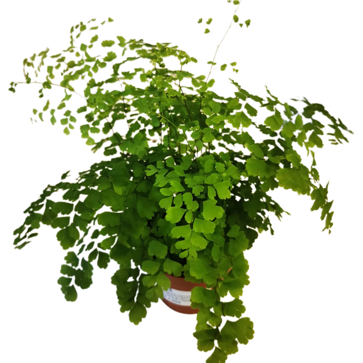adiantum rad. “fragrans” - slika 2