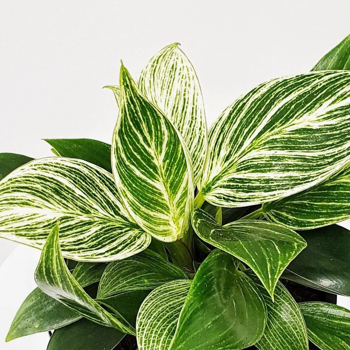 philodendron “birkin” - slika 3