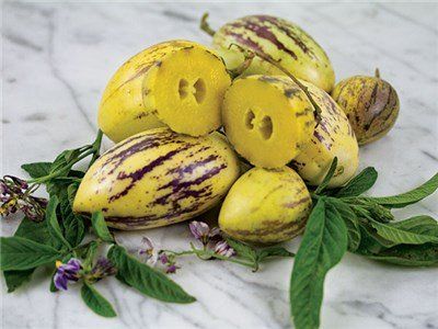 PEPINO sadnica