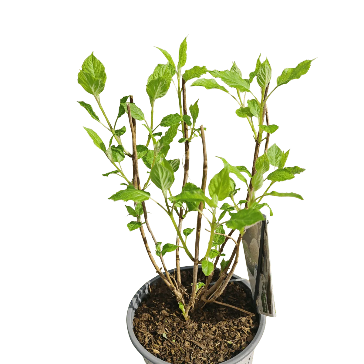 hydrangea arb. “strong annabelle” - slika 2