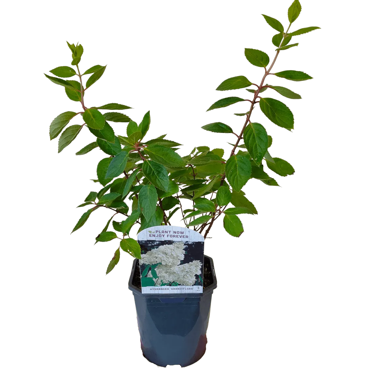 hydrangea p. “grandiflora” - slika 2