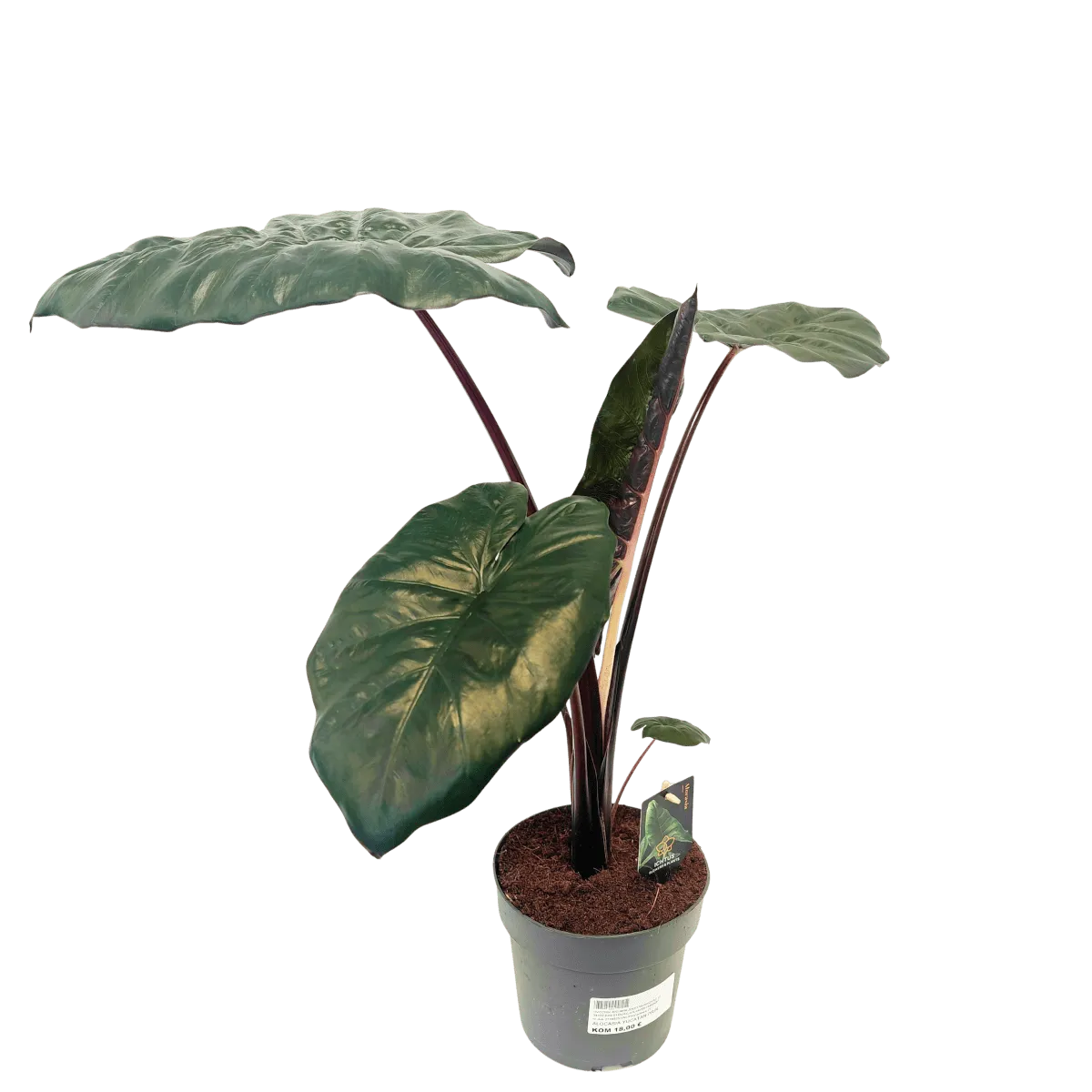 alocasia “yucatan princess” - slika 4