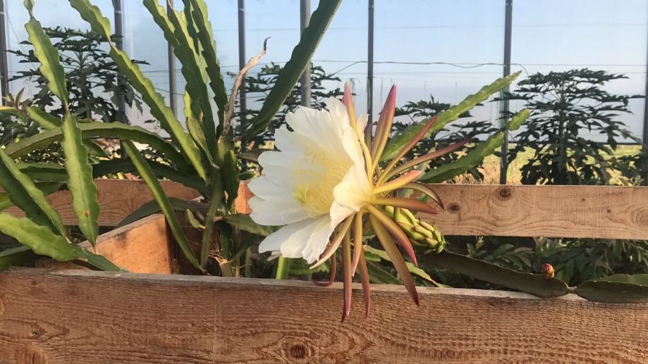 pitahaya 10,62 € / kom - slika 4