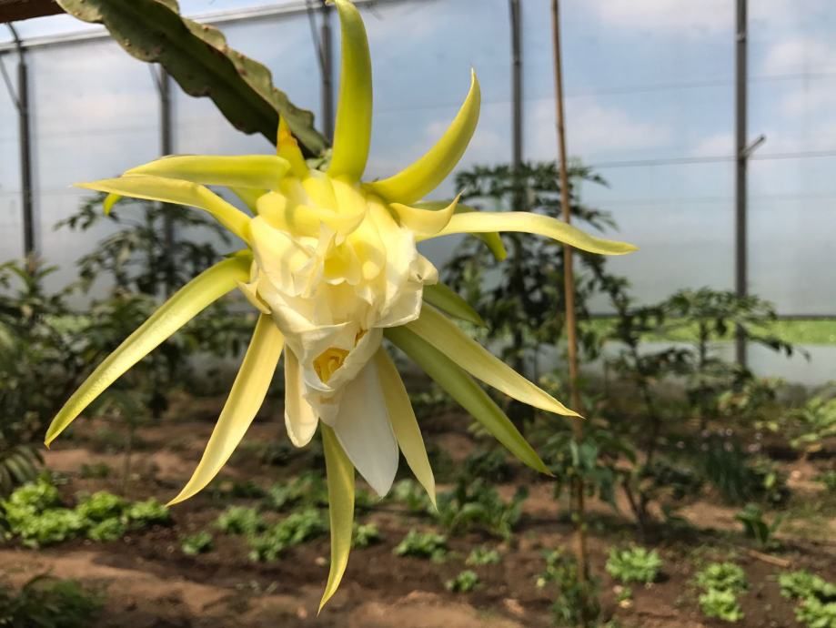 pitahaya 10,62 € / kom - slika 6