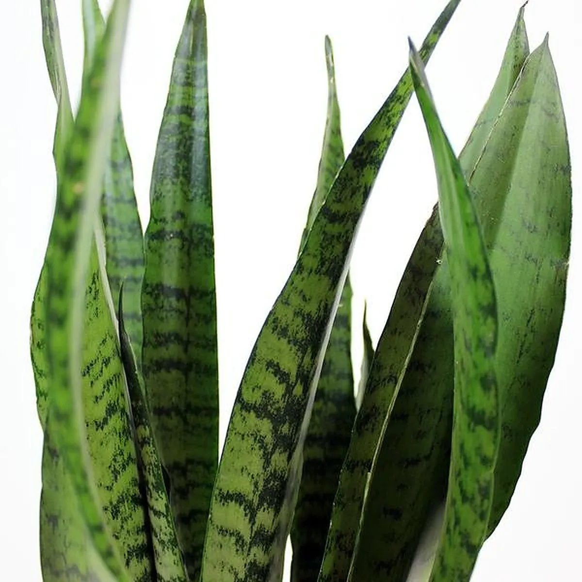 SANSEVIERIA TRI.”Zeylanica” - Brestovac