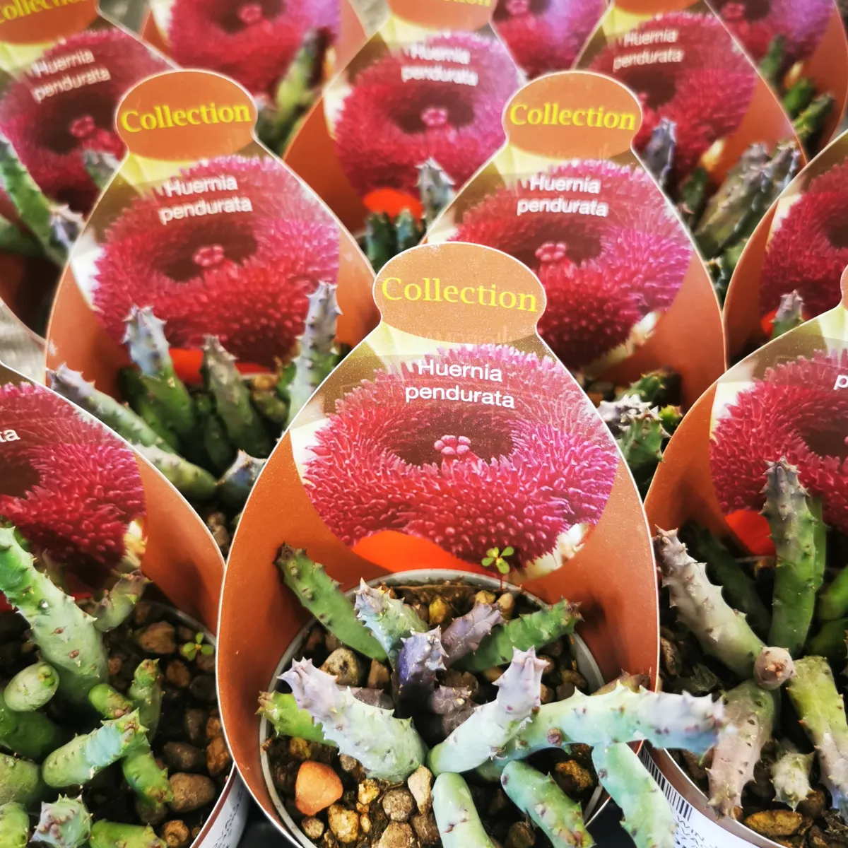 huernia “pendurata” - slika 2