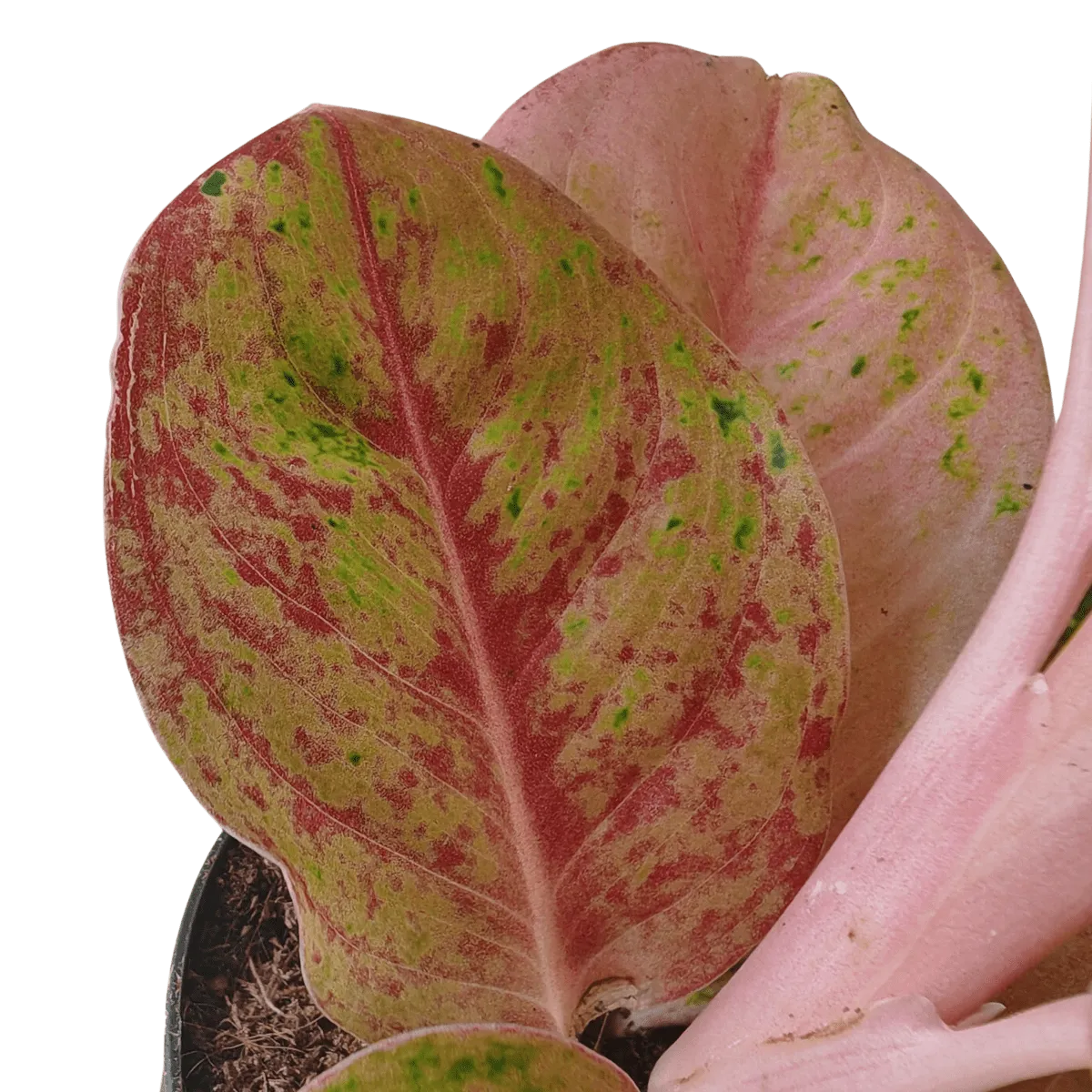 aglaonema “apple fantasy” - slika 3