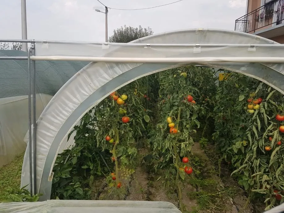 plastenik tunel 4 m širine sa rolo vratima - slika 4