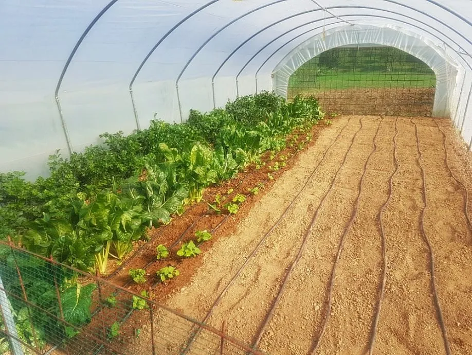 plastenik tunel 4 m širine sa rolo vratima - slika 3