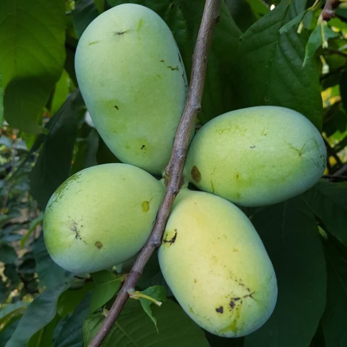 Indijanska banana PLOD -nutritvno najjače voće