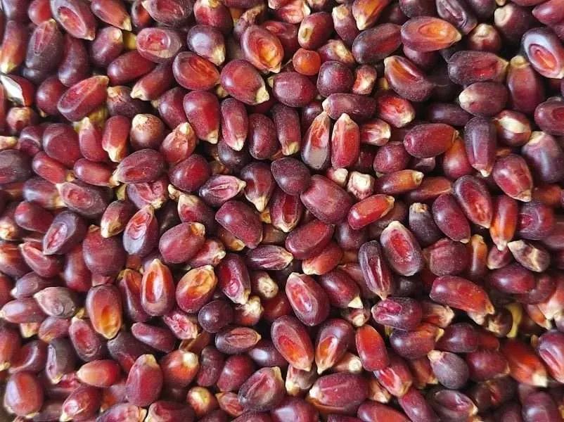 Bordeaux- crveni kukuruz 1kg BR.200 - Đakovo