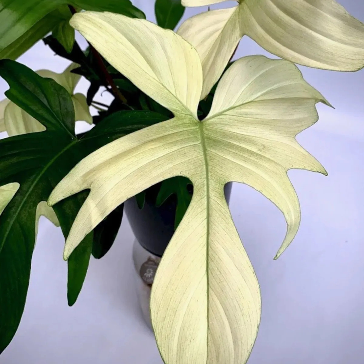 philodendron “florida ghost” - slika 2