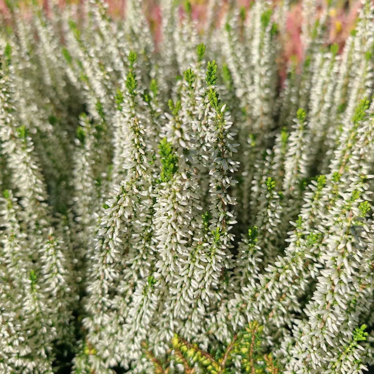 calluna “beauty ladies” - slika 3