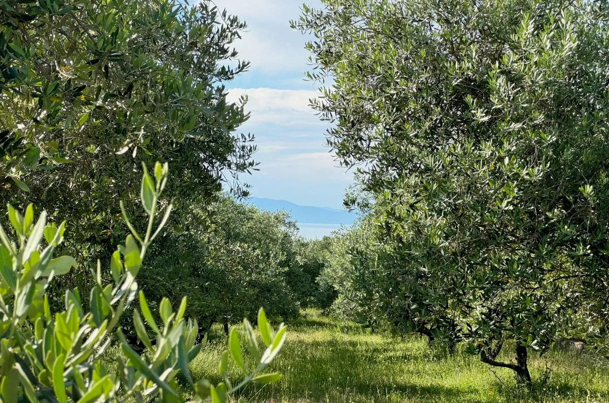 Poljoprivredno zemljište, prodaja, Grad Krk, Hrvatska, 24399 m2, 630.000,00 EUR - Muraj, Krk