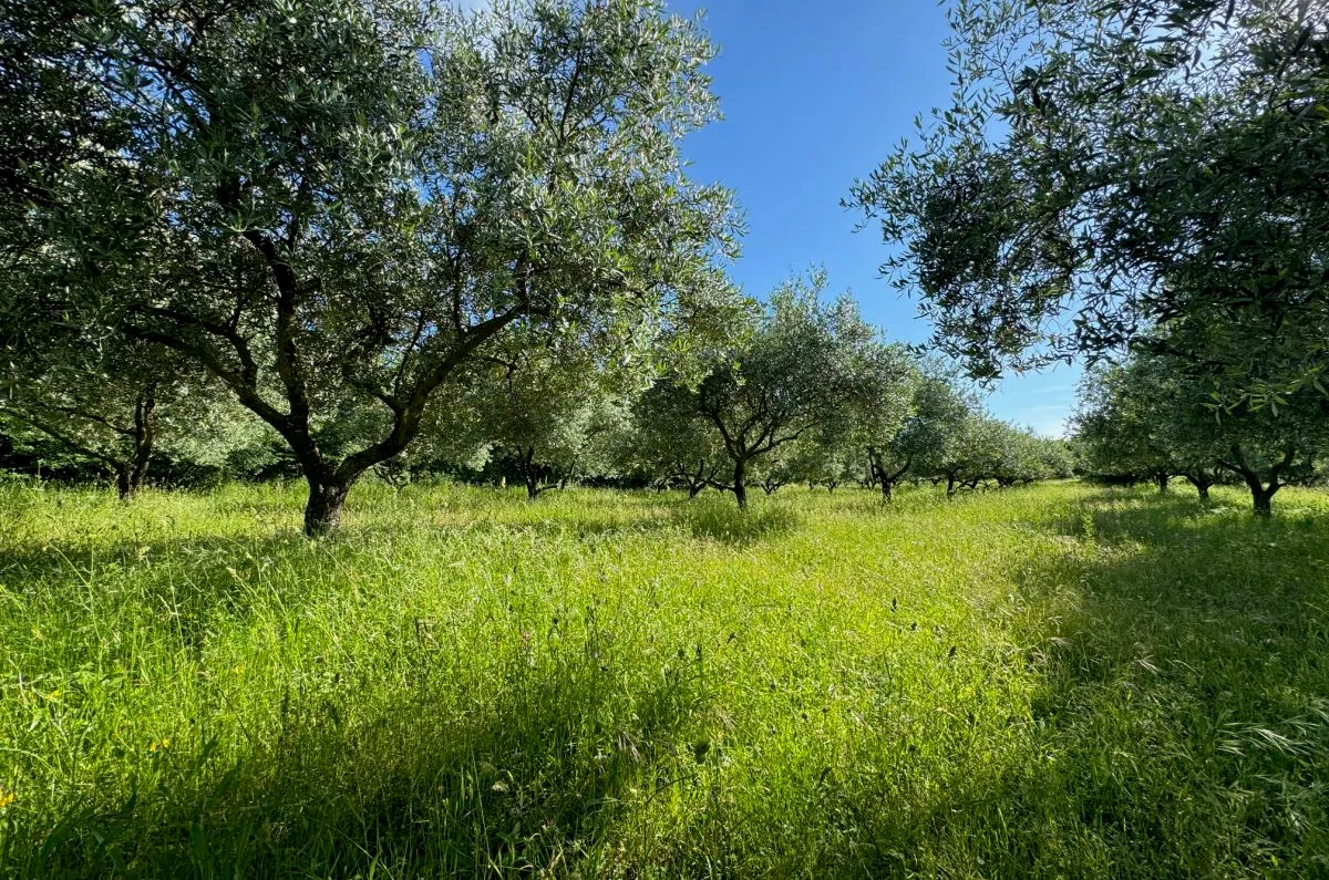 poljoprivredno zemljište, prodaja, grad krk, hrvatska, 24399 m2, 630.000,00 eur - slika 6
