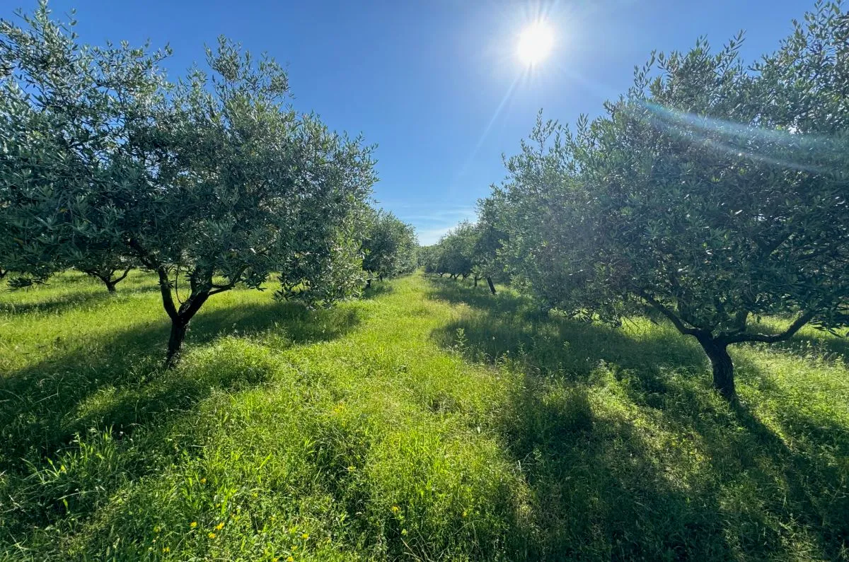 poljoprivredno zemljište, prodaja, grad krk, hrvatska, 24399 m2, 630.000,00 eur - slika 7