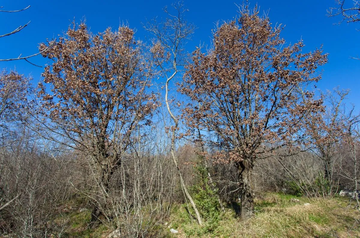 poljoprivredno zemljište, prodaja, grad krk, hrvatska, 46116 m2, 570.000,00 eur - slika 6