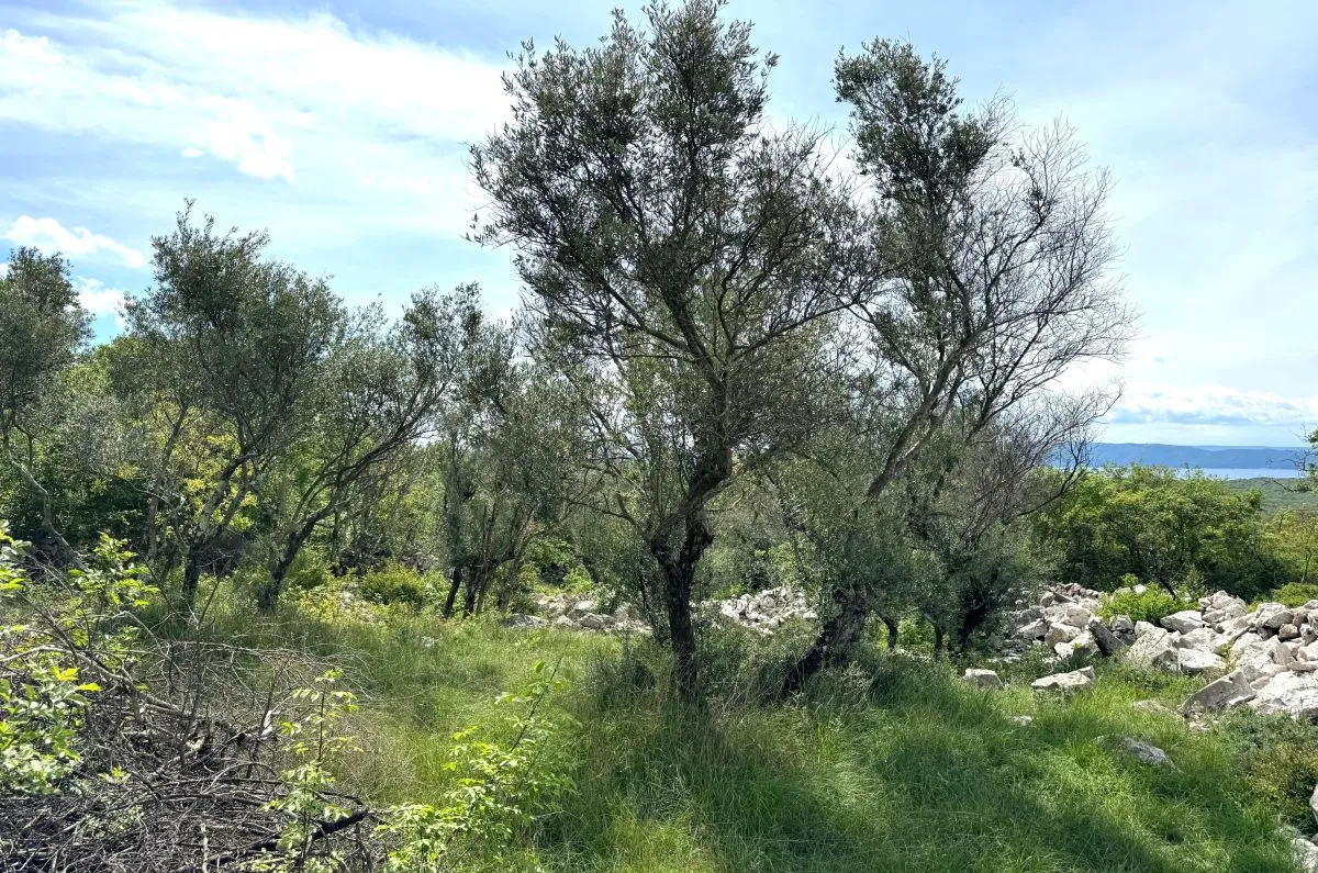 poljoprivredno zemljište, prodaja, grad krk, hrvatska, 3071 m2, 69.000,00 eur - slika 5