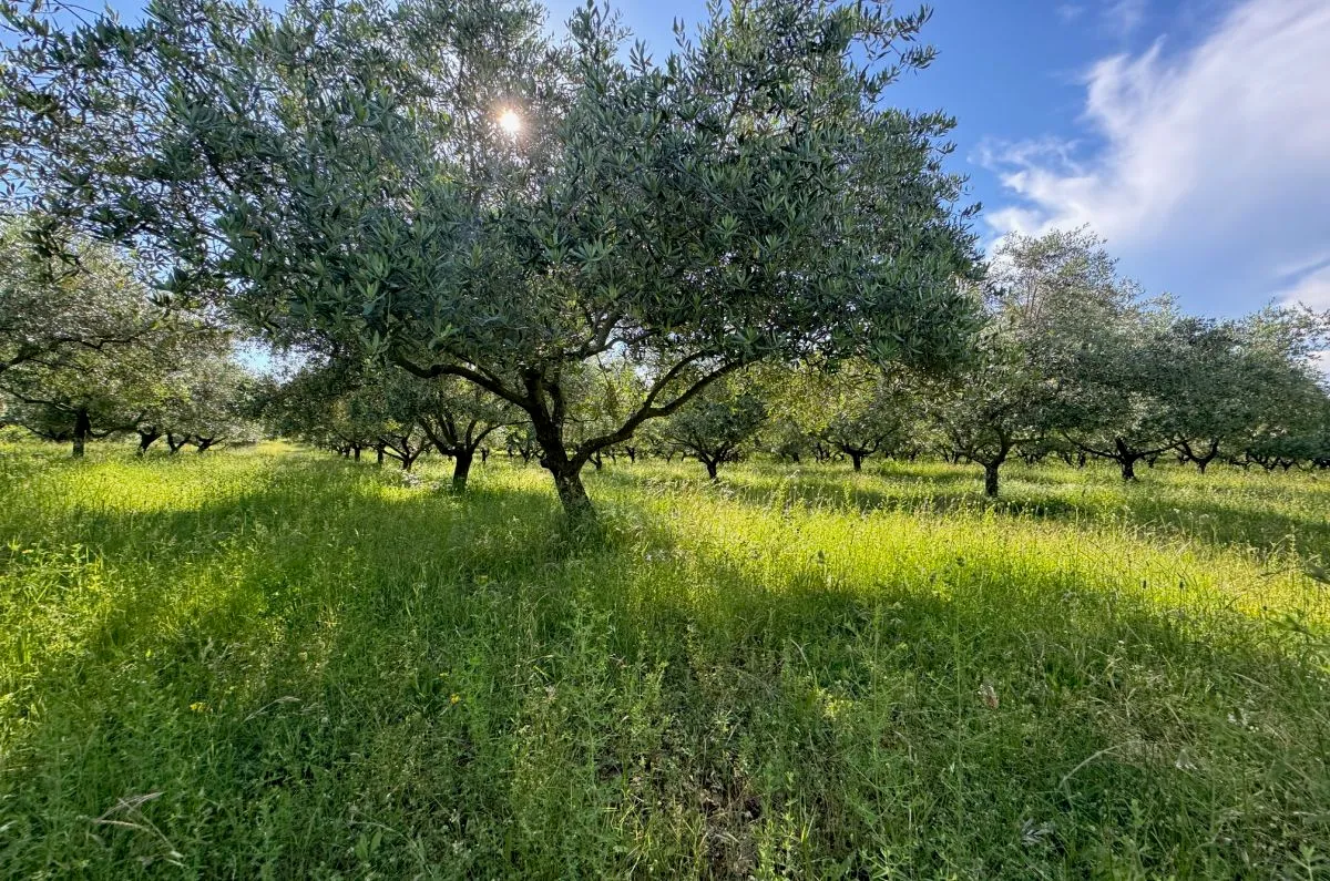 poljoprivredno zemljište, prodaja, grad krk, hrvatska, 24399 m2, 630.000,00 eur - slika 8