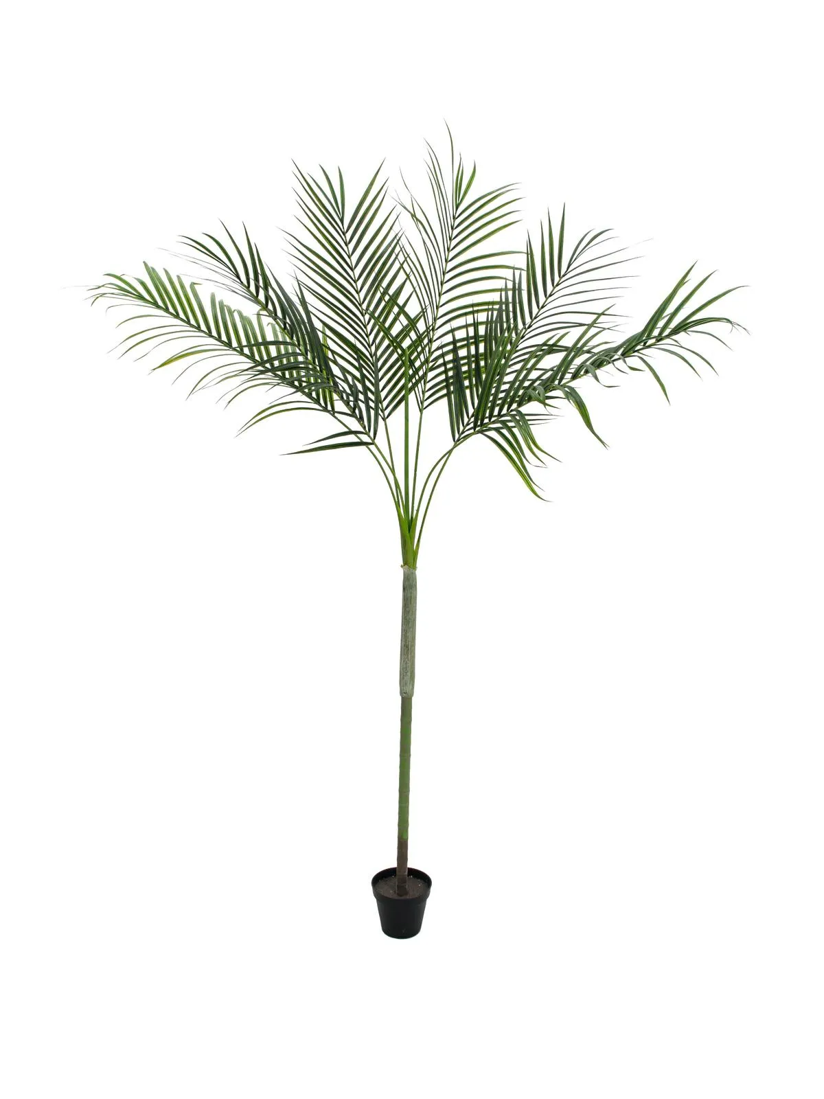 EUROPALMS Areca Palm with big leaves, 180cm - Križevci