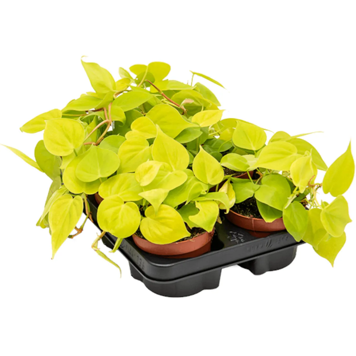 philodendron “lime” - slika 2