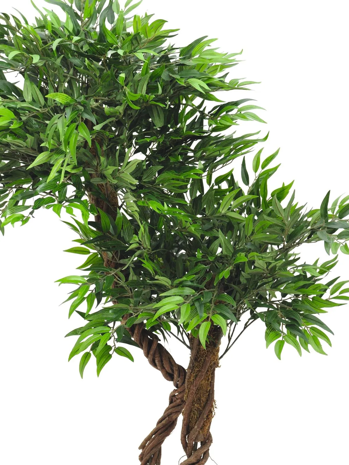 europalms willow, 145cm - slika 2
