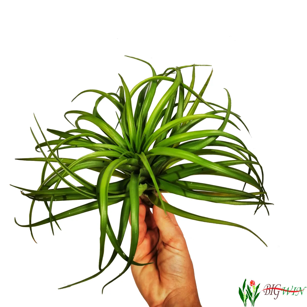 tillandsia ionantha/zračna biljka - slika 6