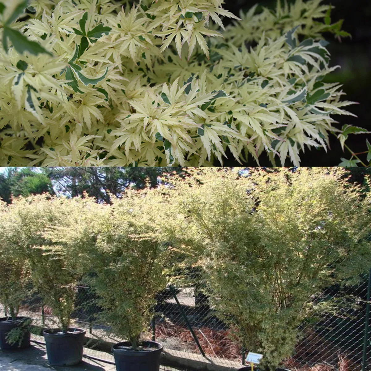 acer palmatum “butterfly” - slika 3