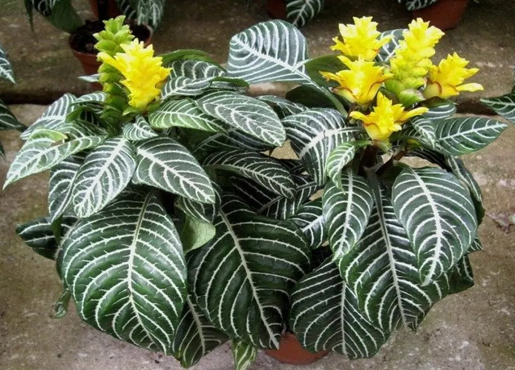 APHELANDRA SQ.”Dania” - Brestovac