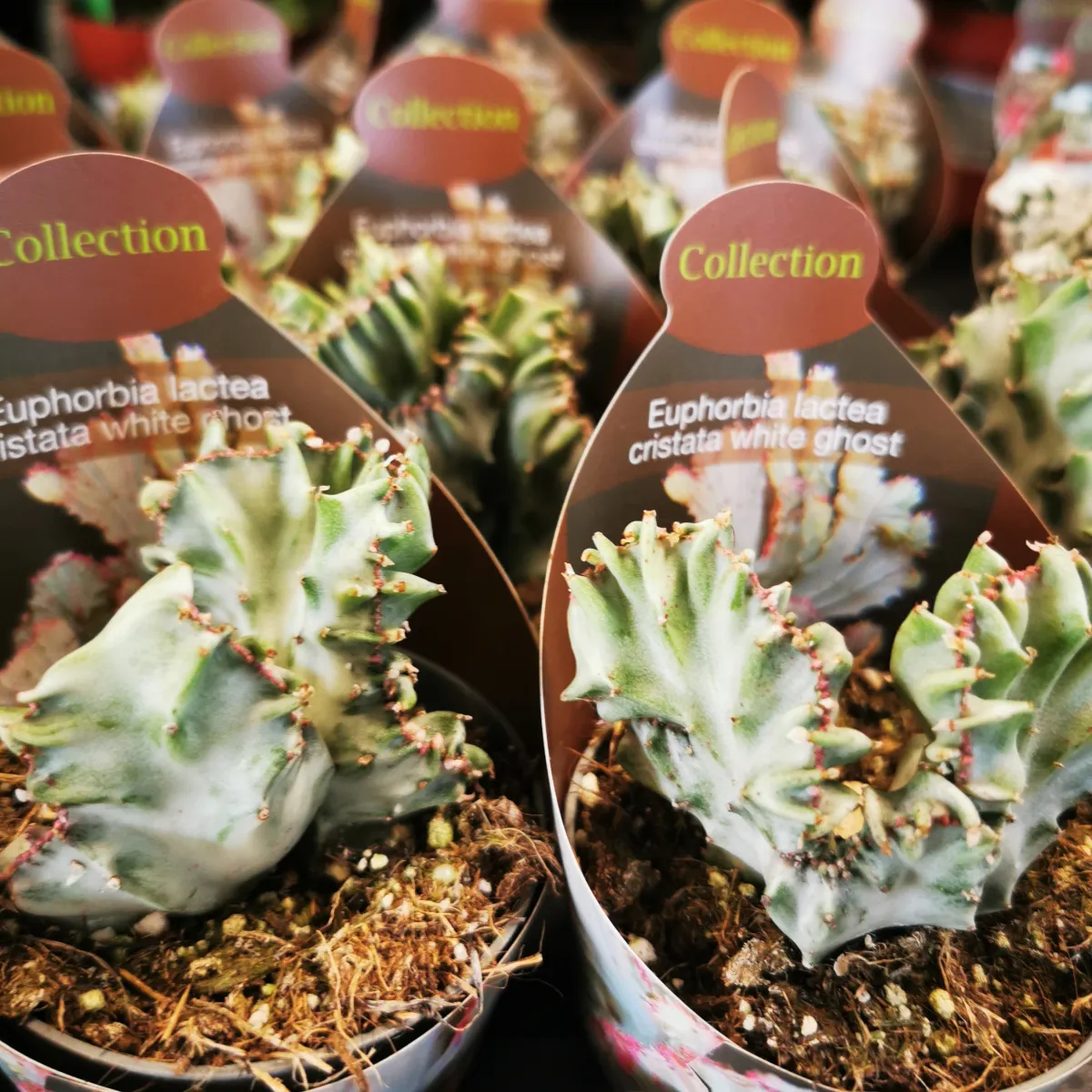euphorbia lactea ‘white ghost’ - slika 3