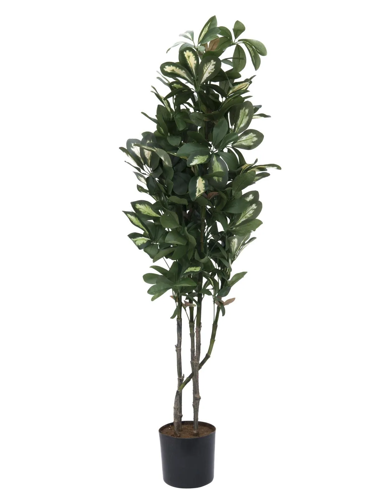 EUROPALMS Schefflera, 90cm - Križevci