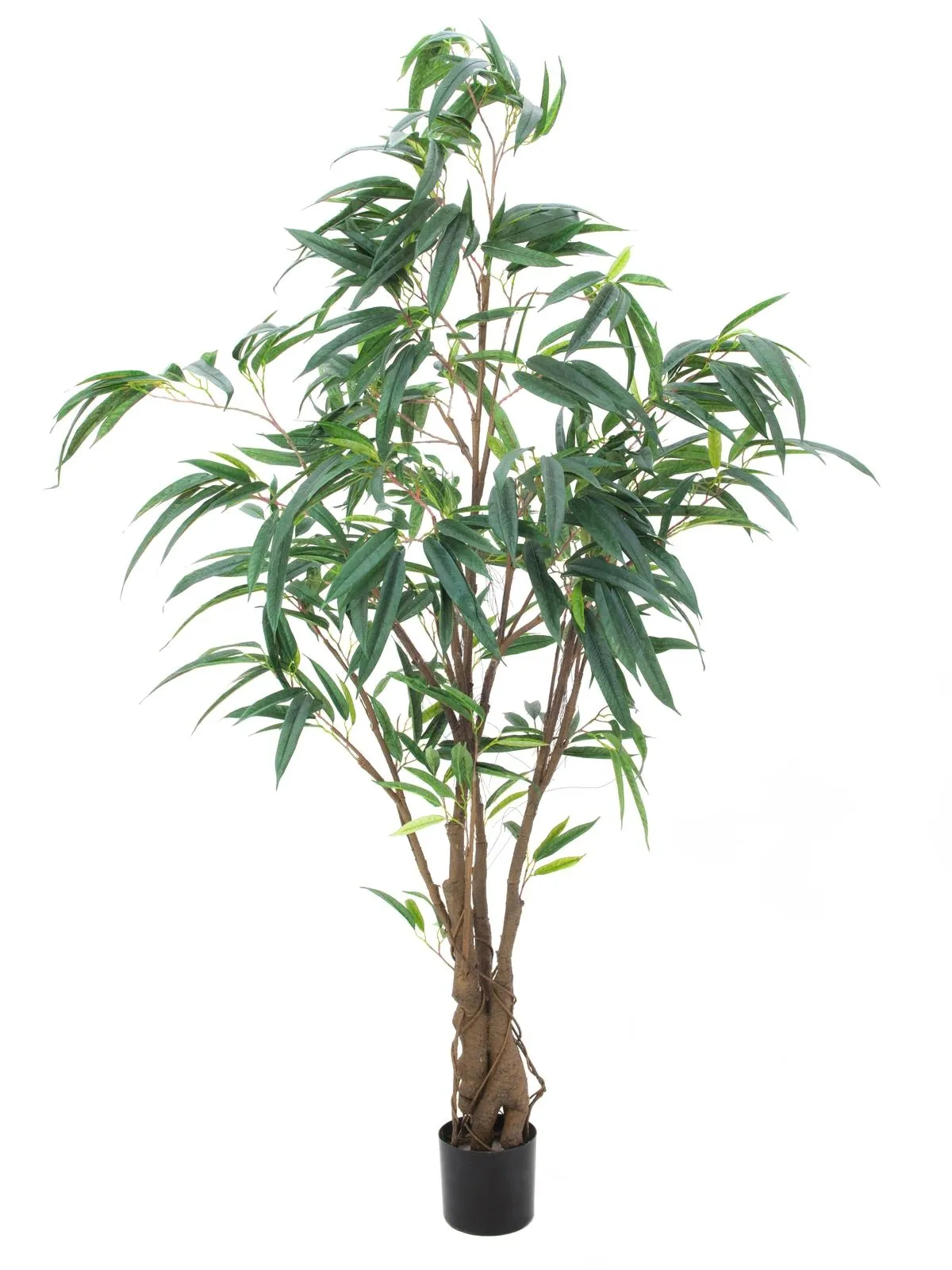 EUROPALMS Ficus Longifolia, thick trunk, 180cm - Split