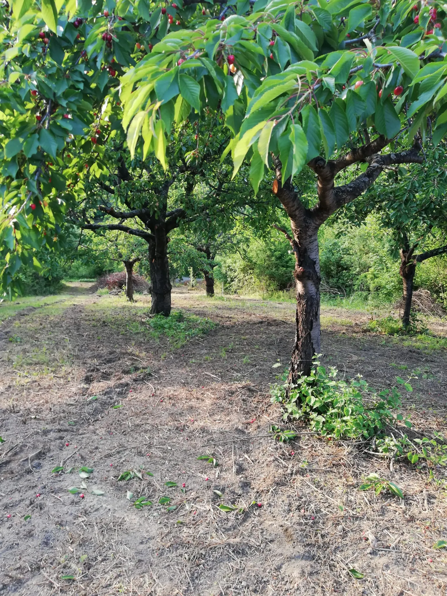 gradilište-voćnjak 1119 m2 markuševec****prodaja-zamjena**** - slika 20