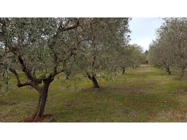 tar-građevinsko zemljište na prodaji pogled more - slika 3