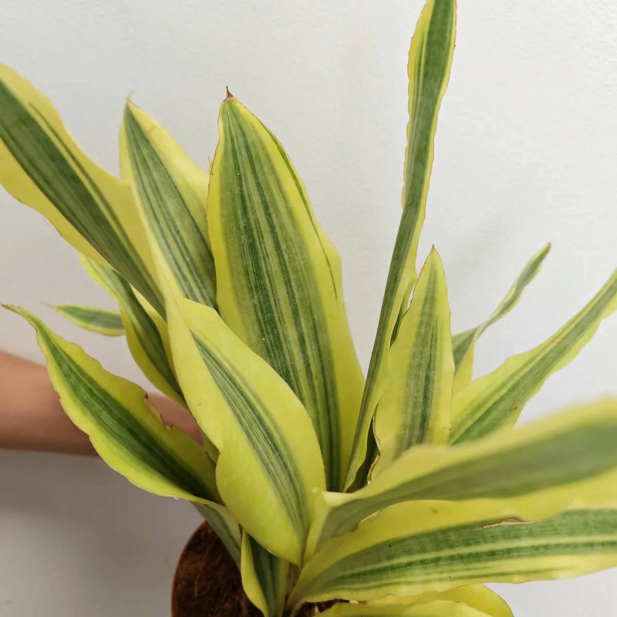 sansevieria aub “yellowstone” - slika 3