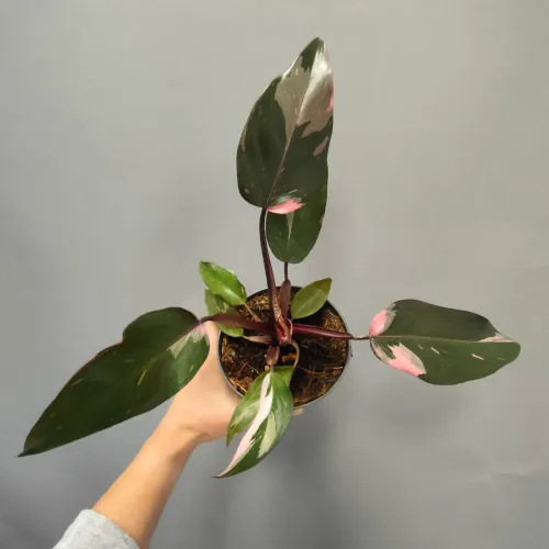 philodendron “pink princess” - slika 5