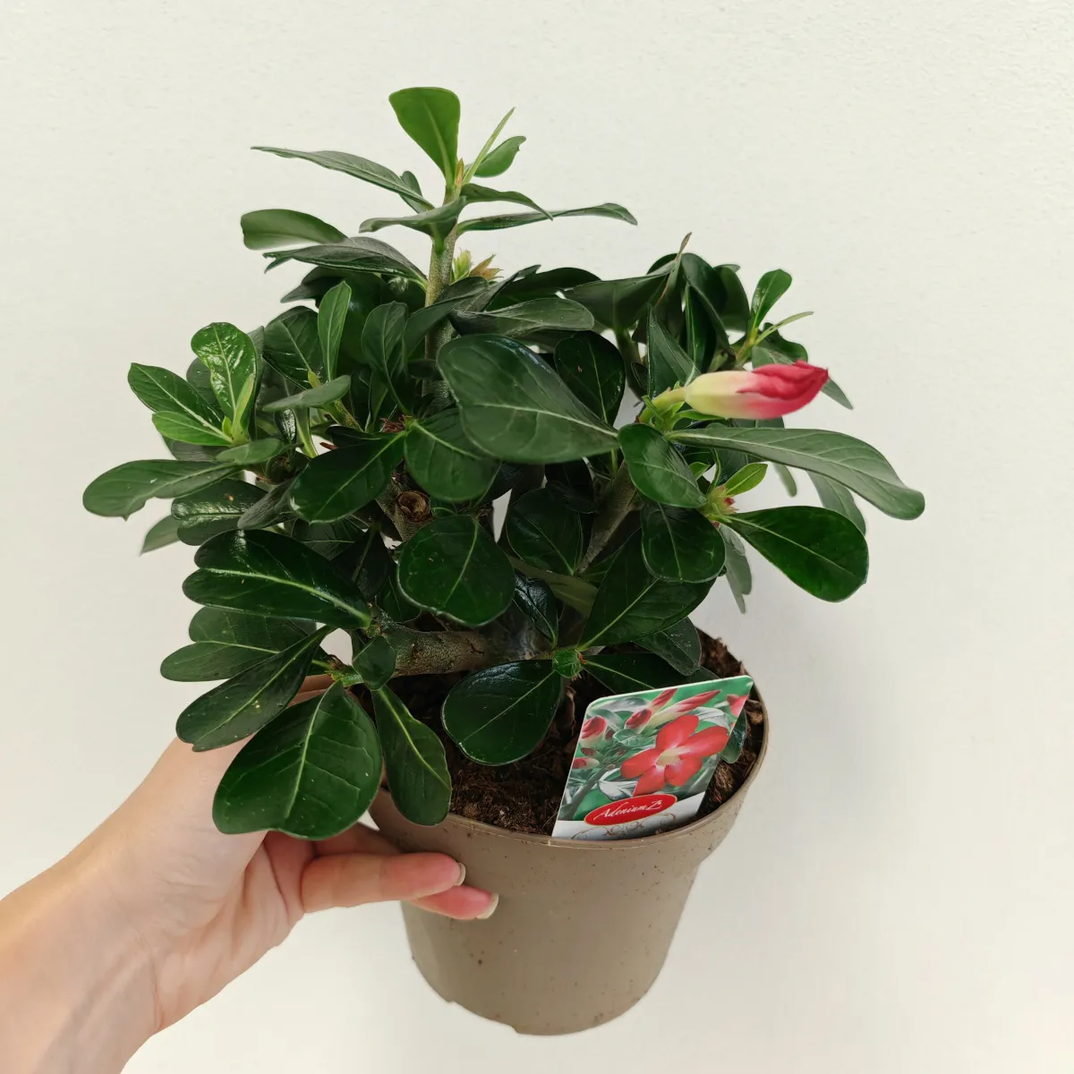 pustinjska ruža /adenium obesum - slika 5