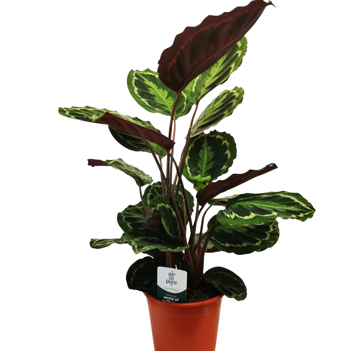 calathea “medallion” - slika 3