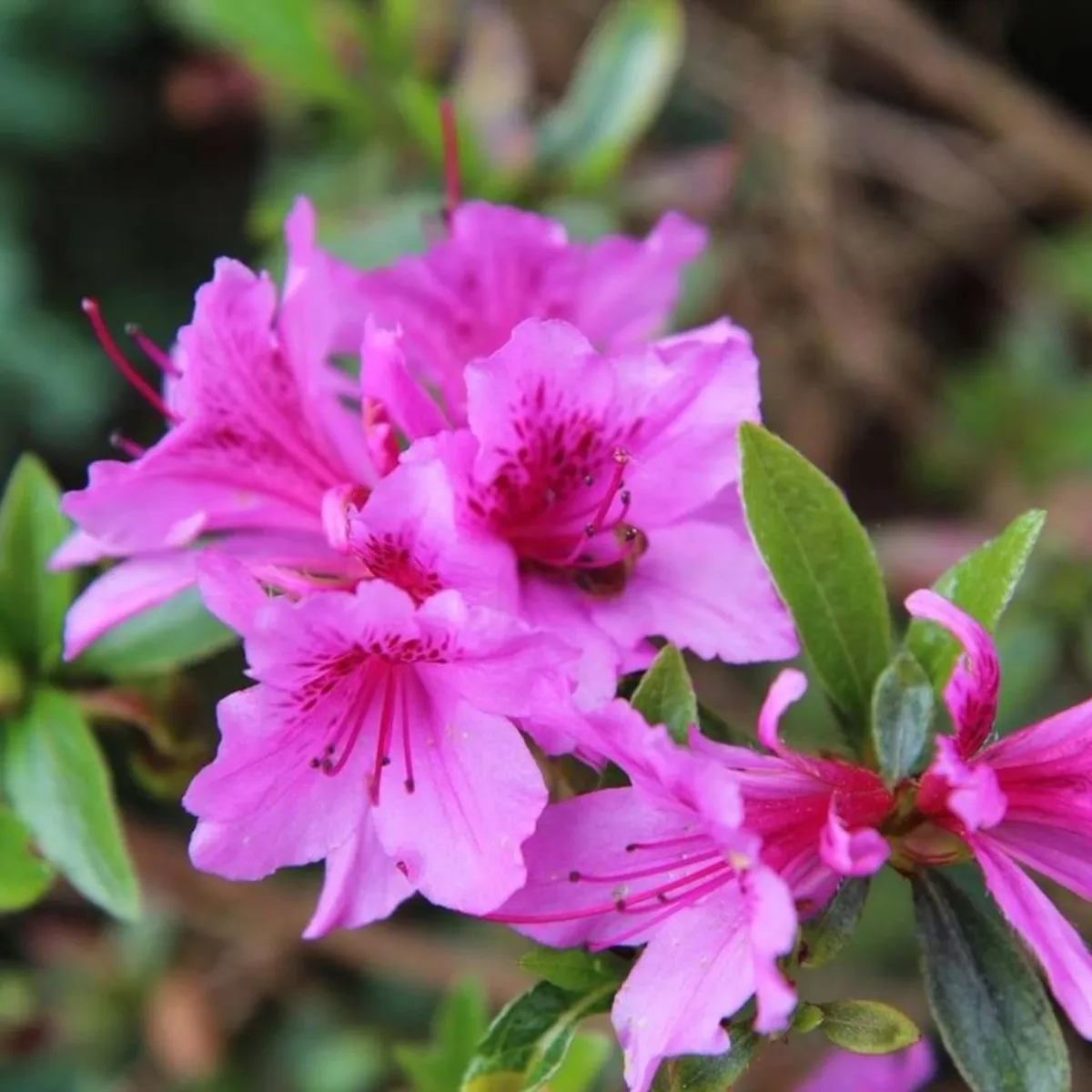 rhododendron jap. “konigstein” - slika 2