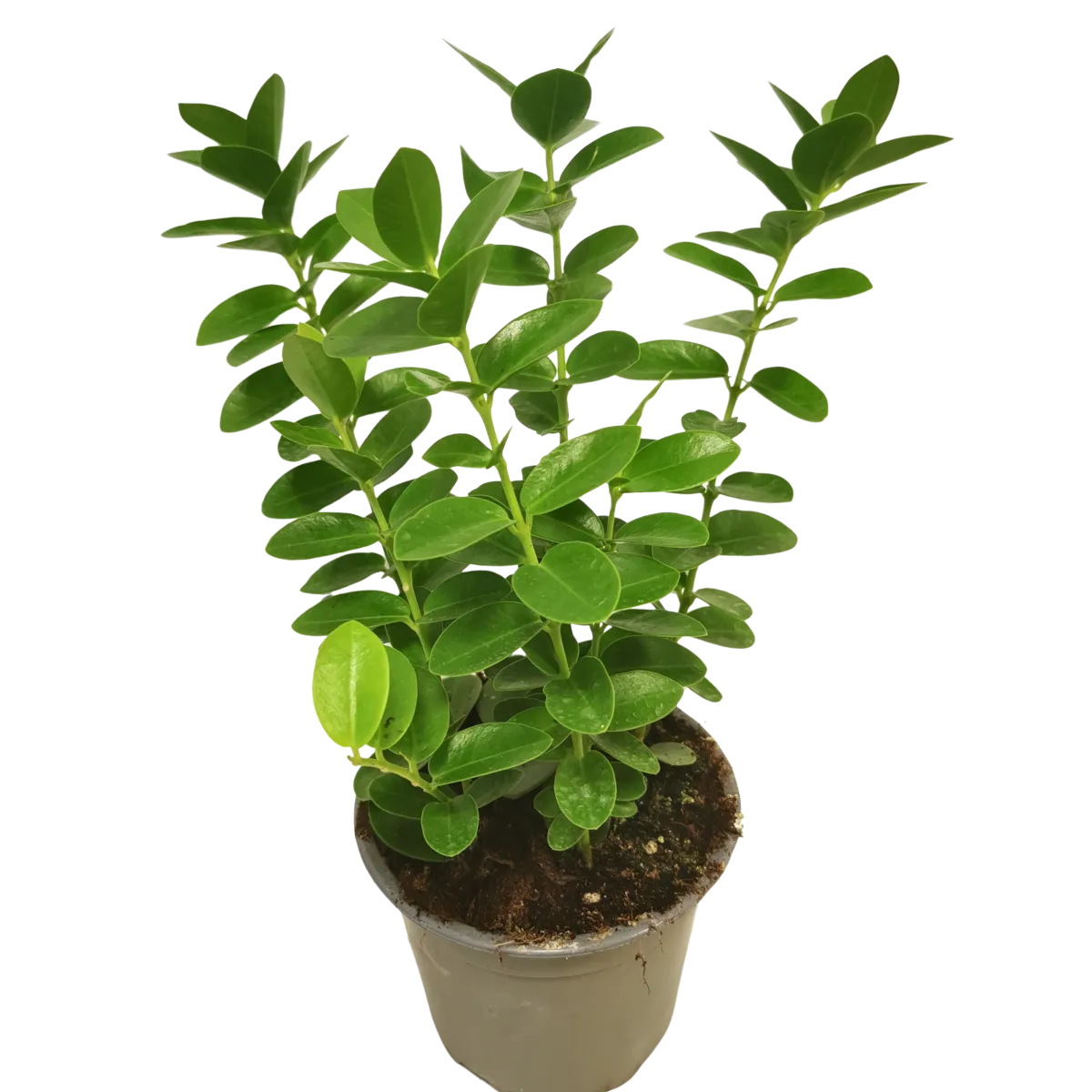 hoya cumingiana - slika 2