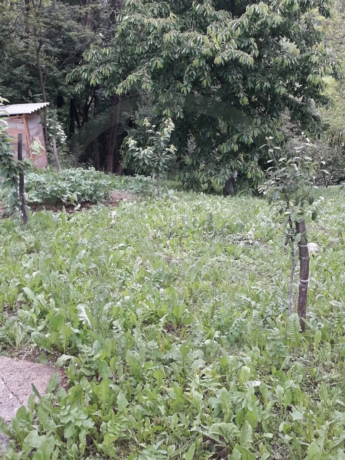 vikend parcela sa drvenom kućicom 737m2, zelina - slika 5