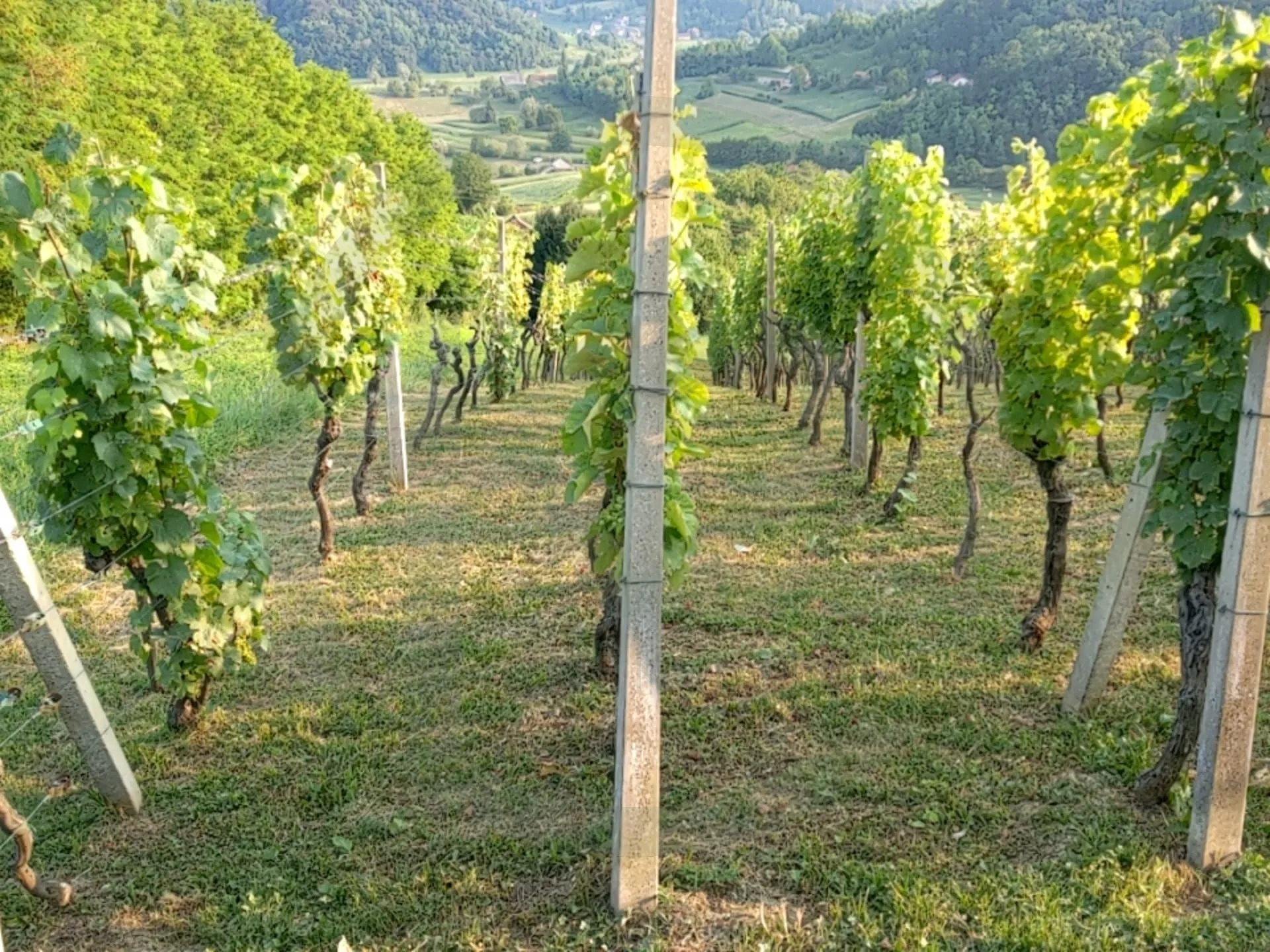 vinagora, kuća sa vinogradom 1.400 m2 - slika 3