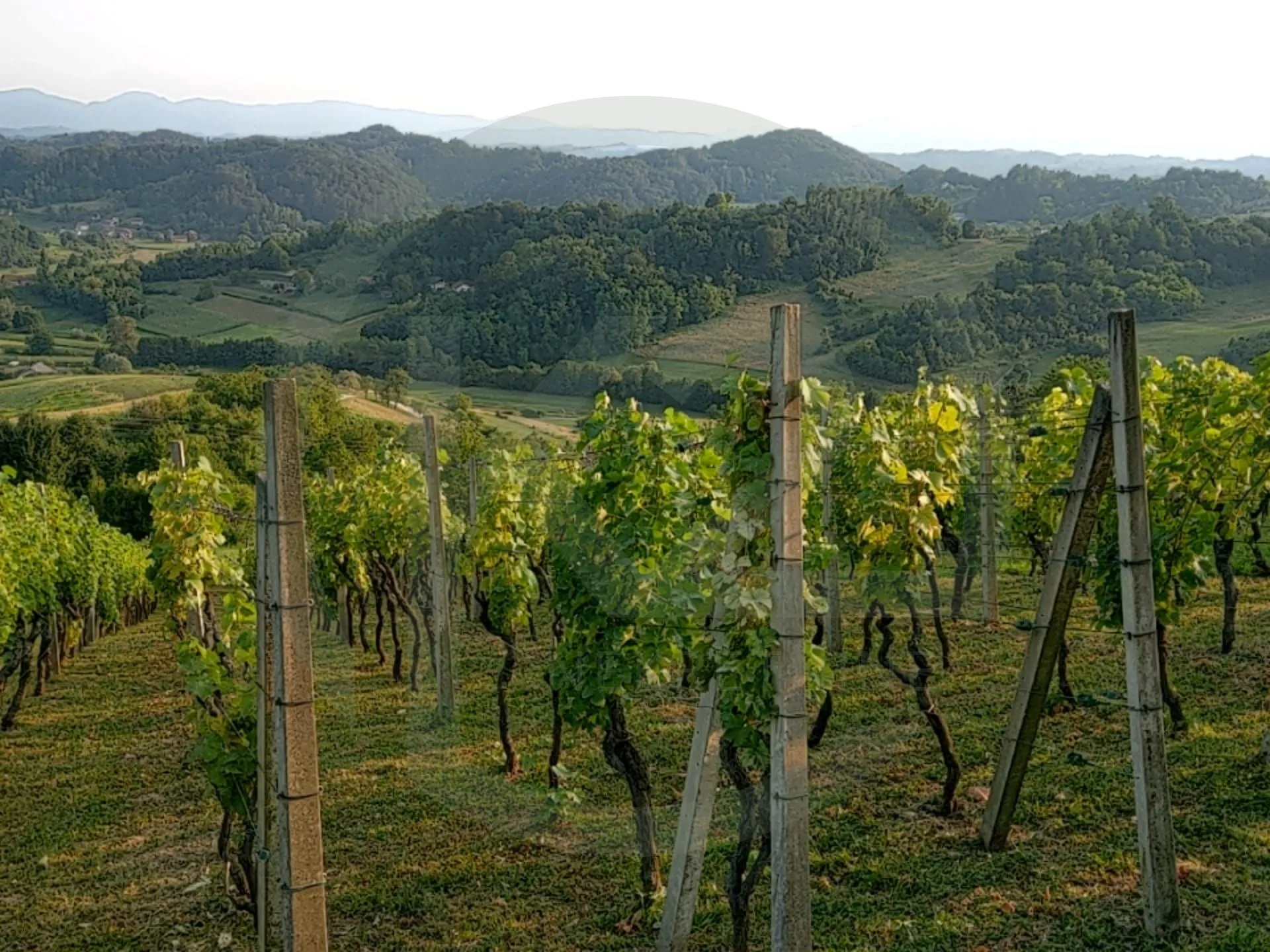 vinagora, kuća sa vinogradom 1.400 m2 - slika 2