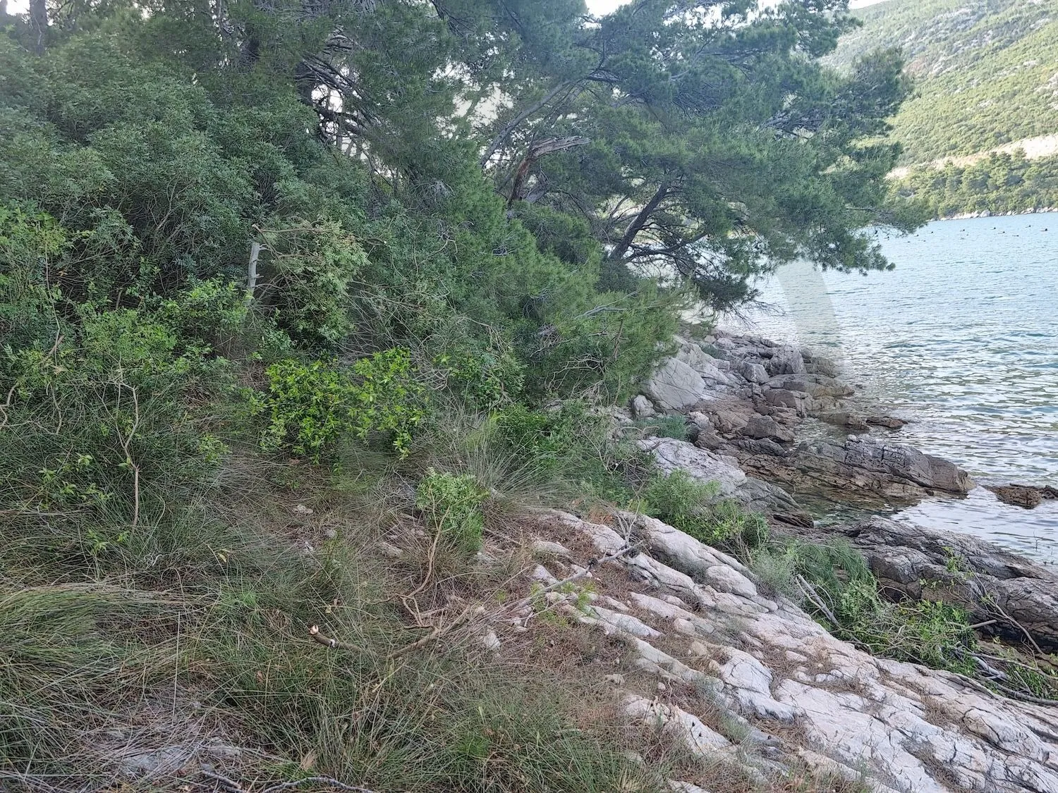 otok veliki školj - malostonski zaljev 20.085 m2 - slika 7