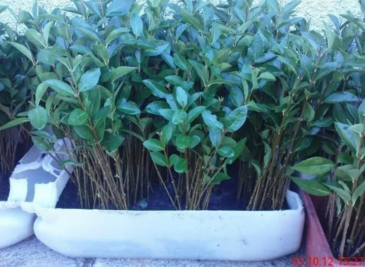 živica kalina ligustrum sadnice - slika 5