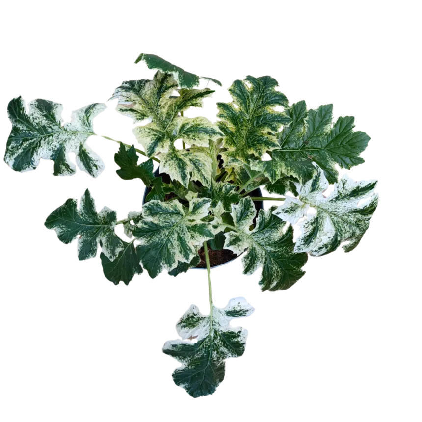acanthus m. “white water” - slika 2