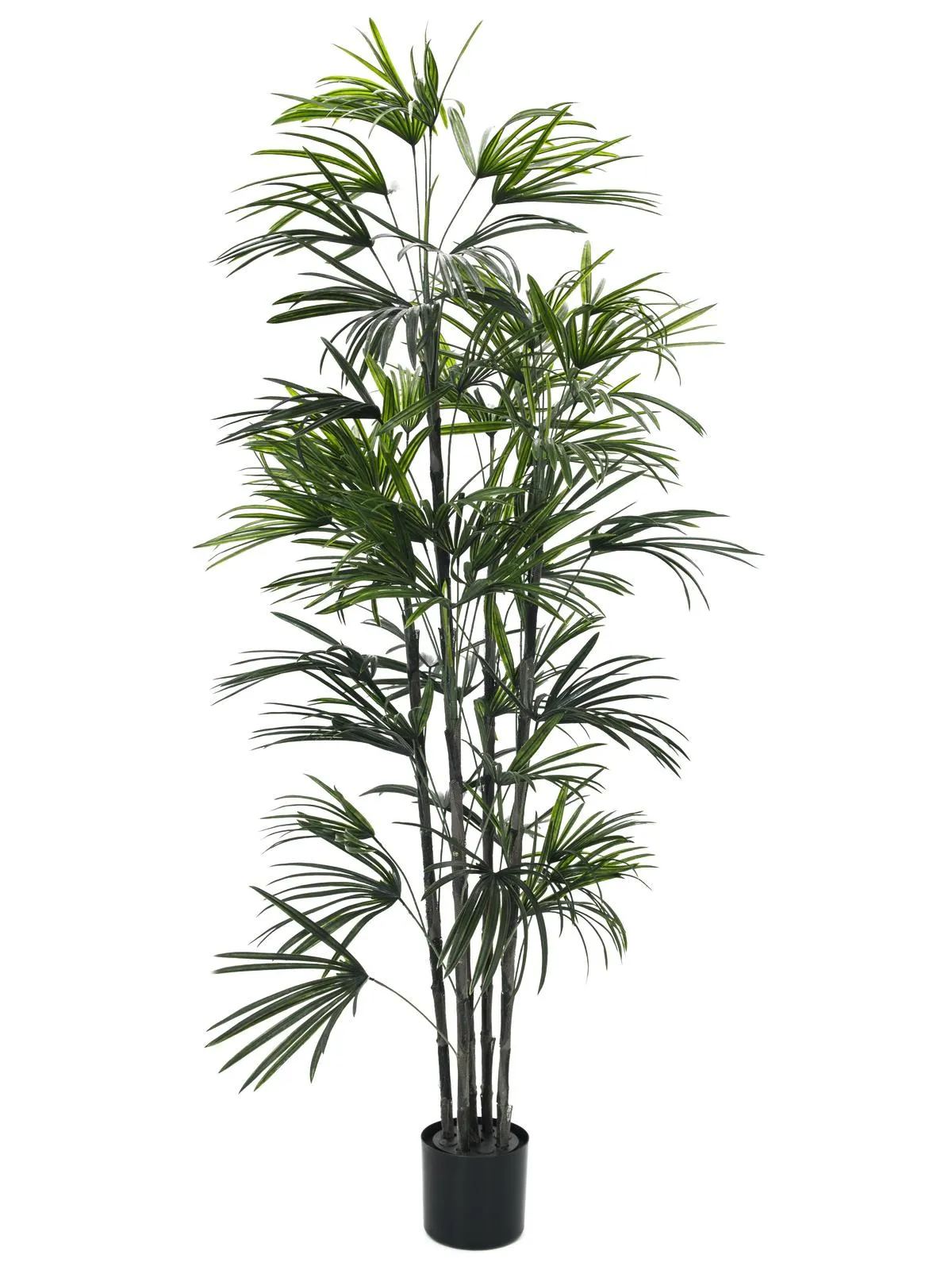 EUROPALMS Fan palm seedling, 150cm - Križevci