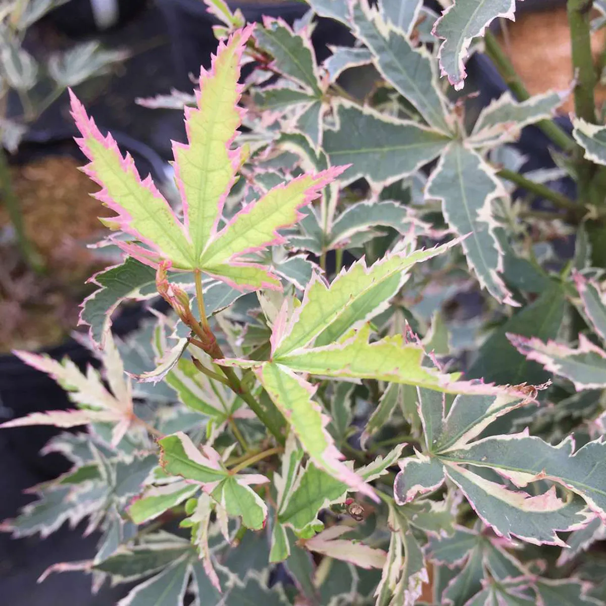 acer palmatum “butterfly” - slika 2