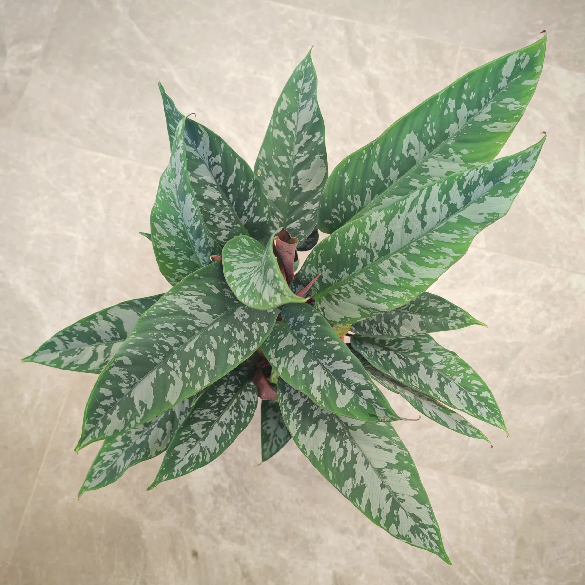 apoballis acuminatissima - slika 5
