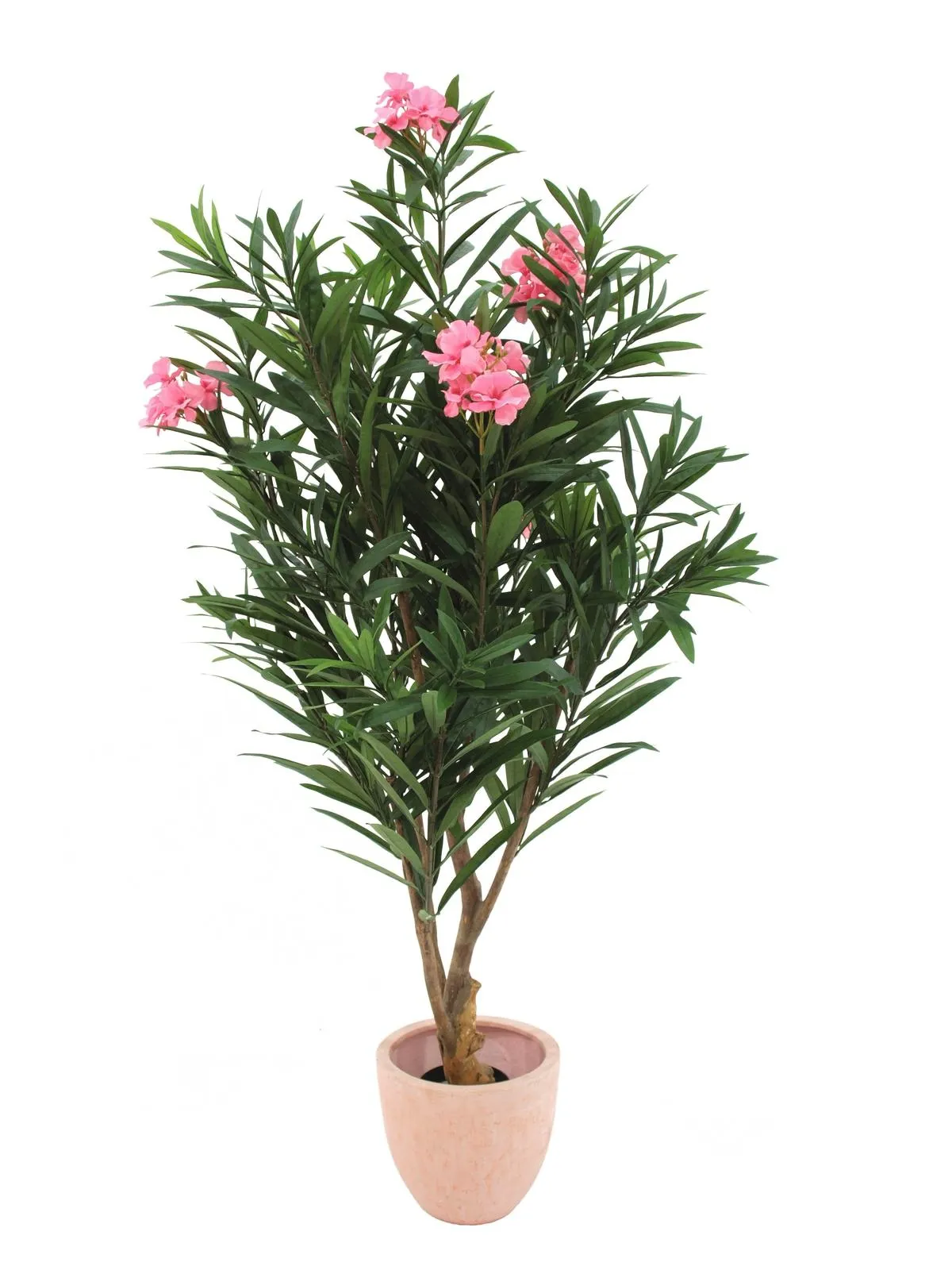 EUROPALMS Oleander tree, 150cm - Križevci